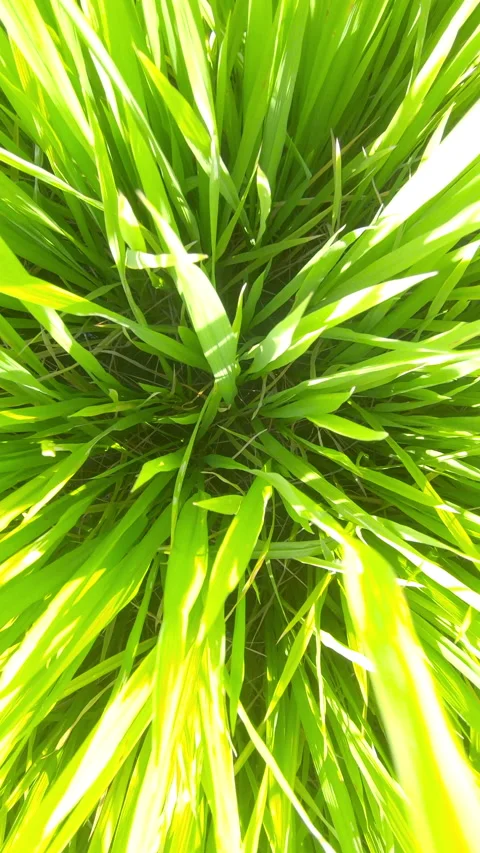 Close up of Top view Green Rice filed, swaying in wind Stock Footage 230378850