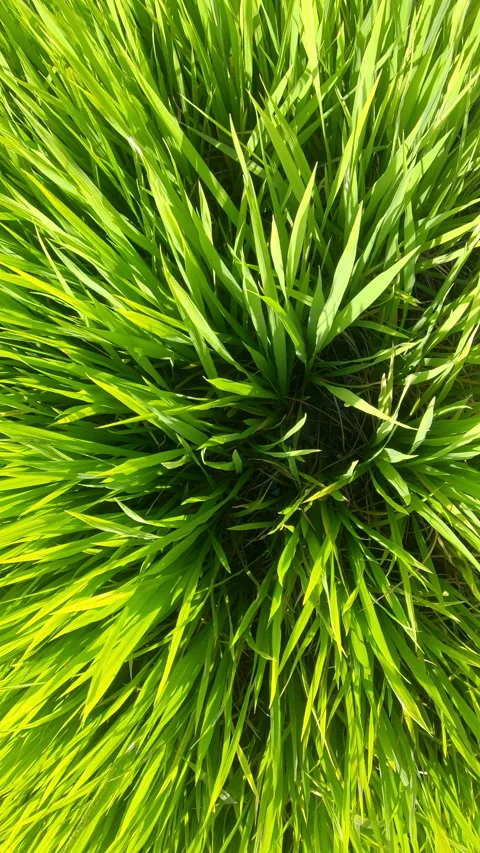 Close up of Top view Green Rice filed, swaying in wind Stock Footage 230379078