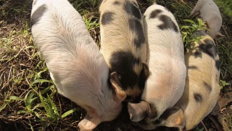 Close up top view of group of five cute baby small piglets piggy squeezing again Stock-Footage 237622292