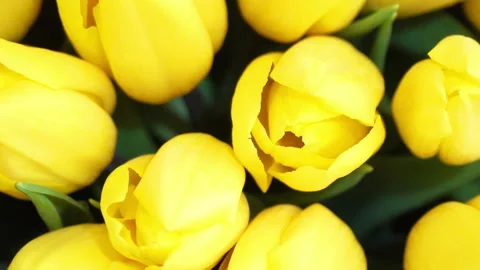 Close-up Top View of Group of Yellow Tulips Rotation Stock Footage 106187438