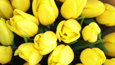 Close-up Top View of Group of Yellow Tulips. 4K Video Clip Video stock 106187459