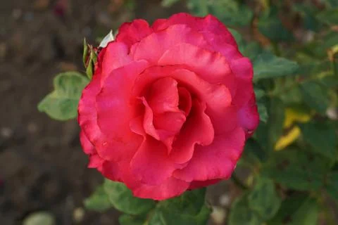 Close up top view of a half-open bright pink roses 库存照片