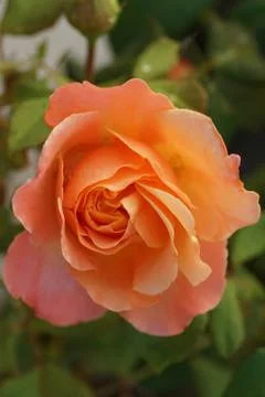 Close up top view of a half-open bright orange tea rose Stock Photos