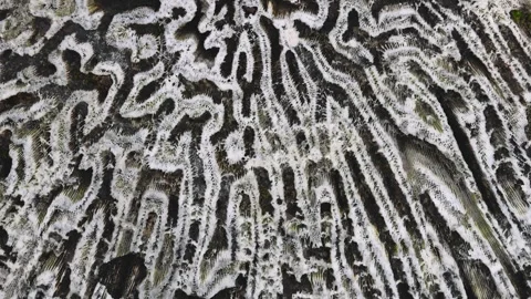 Close up top view of the intricate texture of a large fossilized stone. Video stock 329663185