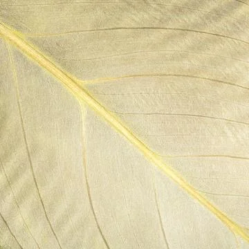 Close-up top view of leaf epidermis structure for botanical study and educati Stock Photos