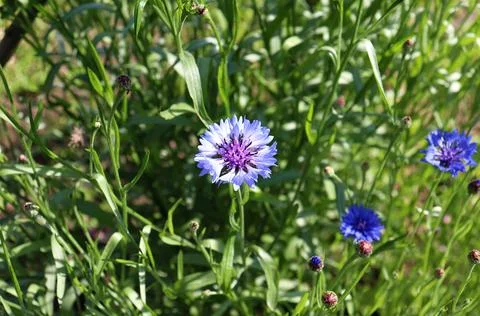 Close-up top view - light blue cornflower Stock Photos
