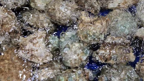 Close-up top view of live oysters submerged in aerated water. Stock Footage 323499536