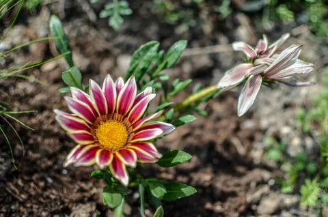 Close-up top view of one white and lilac Gazania flower in bloom in a garden Stock Photos