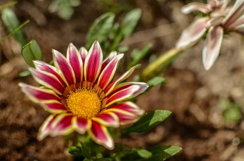 Close-up top view of one white and lilac Gazania flower in bloom in a garden Stock Photos