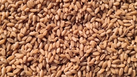 Close up top view of a pile of dry organic golden wheat grains after harvest Stock Footage 328156313