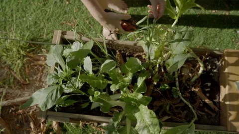 Close up top view - planter with green plants and vegetables - woman cuts a leaf Stock Footage 154275441