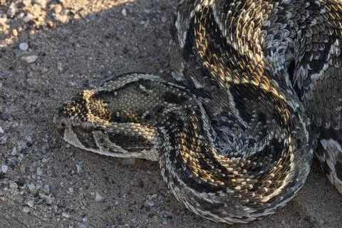 Close-up Top View of Puff Adder's Head and Front Body on Gravel Stock Photos