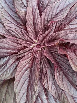 Close-up Top View of Red Amaranth Plant Leaves Stock Photos