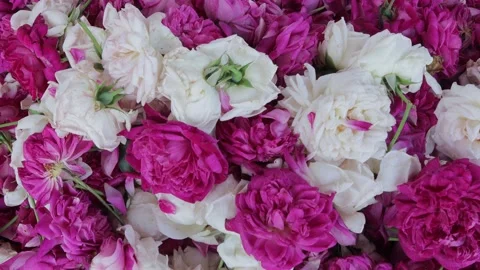 Close up top view of red rose (Rosa Rubiginosa) and white rose (Rosa × alba) Stock Footage 266931704