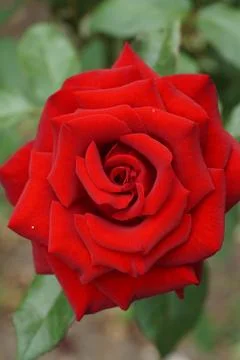 Close up top view of a red rose petals inflorescences Fotos Stock