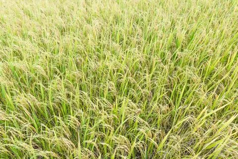 Close up top view rice fields Stock Photos