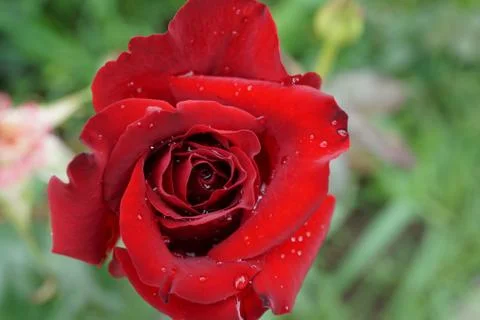 Close up top view of a semi-open bright red rose flower with raindrops Stock Photos