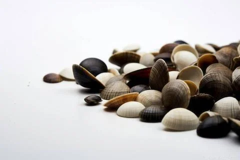  Close-up top view of shellfish texture showcasing intricate details with ... Stock Photos