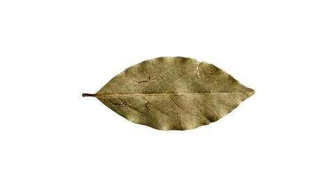 A close up top view of a single dried bay leaf on a white background Fotos Stock