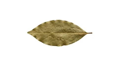 A close up top view of a single dried bay leaf on a white background Фото