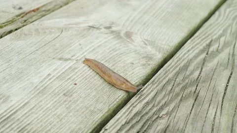 Close up top view of slug creeping on pier Video stock 79010727