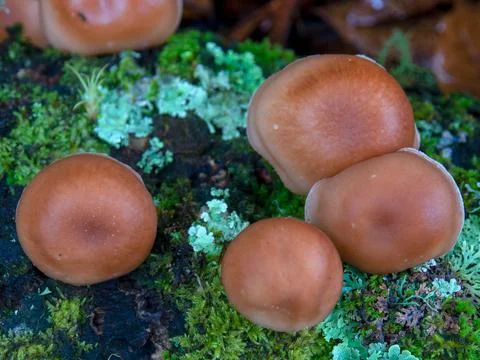 Close-up top view of some brown tree mushrooms in the cloud forest of the cen Stock Photos