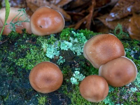 Close-up top view of some brown tree mushrooms in the cloud forest of the cen Foto stock