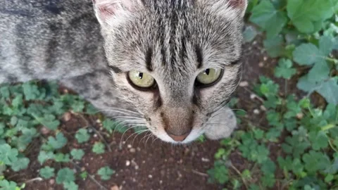 Close-up top view of stray cat from above Stock Footage 211968730