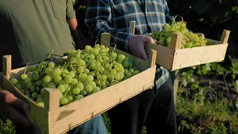Close up top view two wood box white grape vineyard hands winemaker farmers Stock Footage 209650710