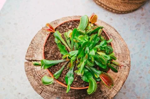 Close-up top view of a Venus flytrap plant in a flowerpot 库存照片