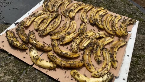 Close up top view video of flies swarming around bananas being dried Stock Footage 297772074
