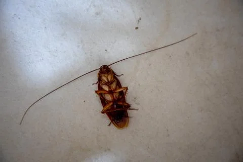 Close up top view of View Of big orange Dead Cockroach On Floor. Stock Photos