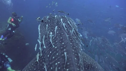 Close top view of a whale shark (Rhincodon typus) near its head. The camera.. Stock Footage 318645561