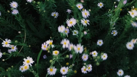 Close up top view of white daisy flowers swaying in a summer meadow Stock Footage 341943693