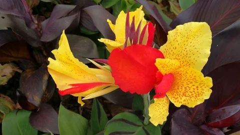 Close up Top View of Yellow and Red Canna Lily Flower with Copy Space 스톡 동영상 96564223