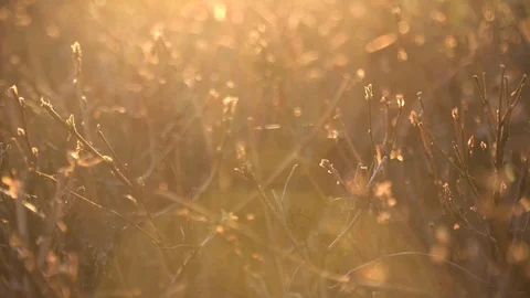 Close-up of the tops of bushes. Stock Footage 127947640