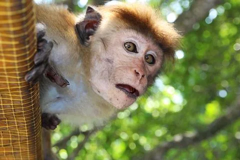 Close up of a toque macaque's face peeking out from a rooftop Stock Photos