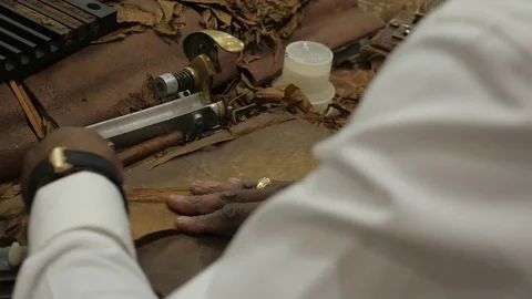 A close-up of a torcedor (cigar roller) making a cigar Stock Footage 75536146