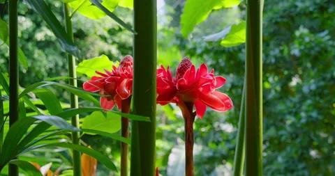 Close-up torch ginger flower. Beautiful pink blossom, tropical green forest Stock Footage 207842222