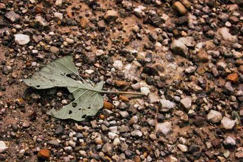 A close up of a torn leaf on a rocky mountain in rishikesh, India Stock Photos
