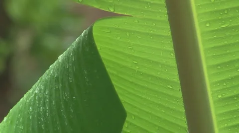 Close-up torn tropical leaf with rain droplets Stock Footage 1030657