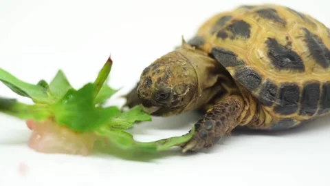 Close Up Of Tortoise Biting Leaf Stock Footage 155001489