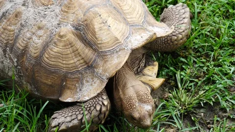 Close up on a tortoise browsing on fresh green grass Video stock 157305351
