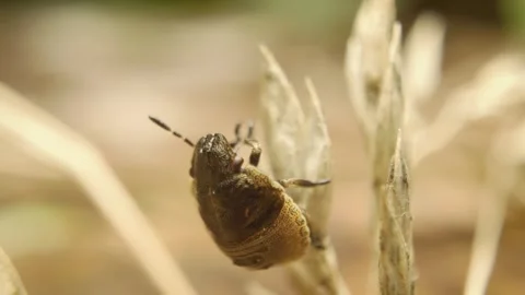 Close-up  of a tortoise bug nymph (Eurygaster testudinaria) Stock Footage 319483077