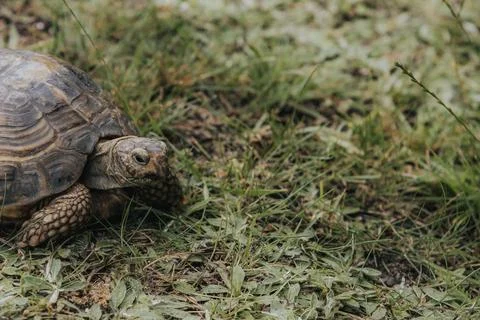 Close-up of a tortoise crawling on green grass in a natural outdoor setting.. Stock Photos