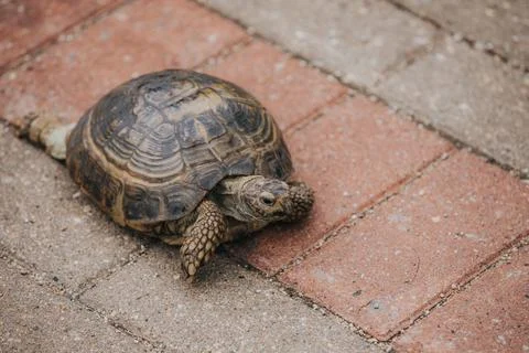 Close-up of a tortoise crawling on a textured brick pathway, showcasing its.. Stock Photos