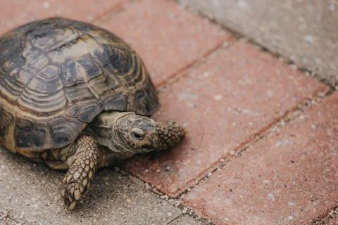 Close-up of a tortoise crawling on a textured brick pathway with visible de.. Stock Photos