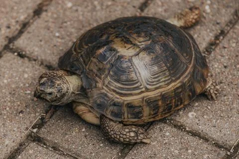 Close-up of a tortoise crawling on a textured stone pathway, showcasing its.. Stock Photos