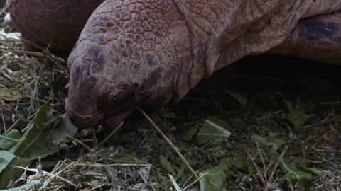 Close-up of tortoise eating grass. Vídeos de archivo 285589664