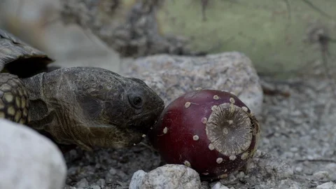Close-up of a Tortoise eating a past prickly pear fruit Stock Footage 114864691